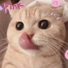 Nguyễn Gia Huy avatar